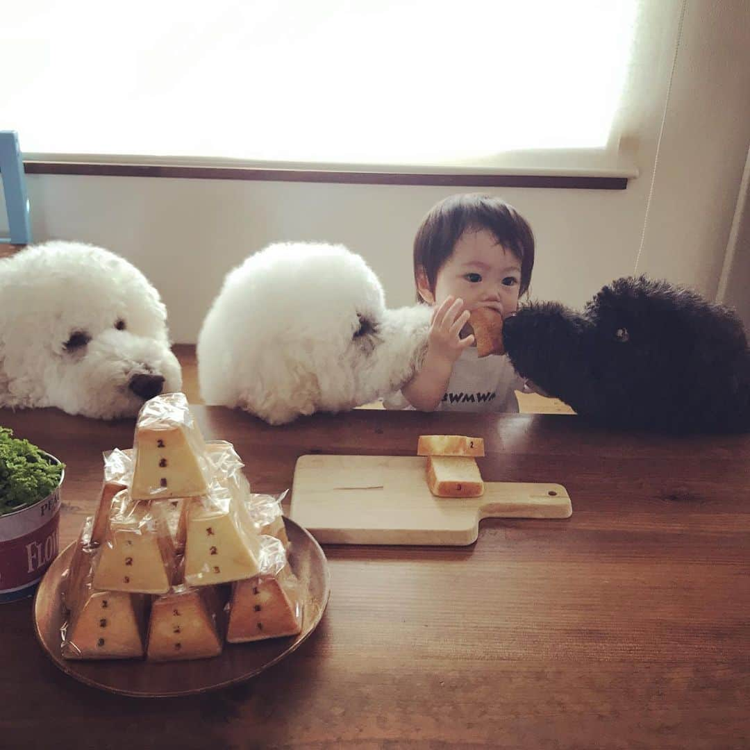 たまねぎさんのインスタグラム写真 - (たまねぎInstagram)「. . むーむは、やることなすこと まめちゃんと一緒(*^ω^*) . . #standardpoodle #dog #lovedogs #poodlesofinstagram #スタンダードプードル #大型犬と子供 #poodle #dogstagram #east_dog_japan #いぬのいる生活 #もふもふ部 #わんこ部 #子どもと犬  #kidsanddog #ママリ #キズナ #コドモノ #いこーよ #いぬのきもち #犬と暮らす #いぬなしでは生きていけません #わんこ好きととながりたい #ちびばこパン #やることなすこと同じ」8月2日 21時59分 - tamanegi.qoo.riku