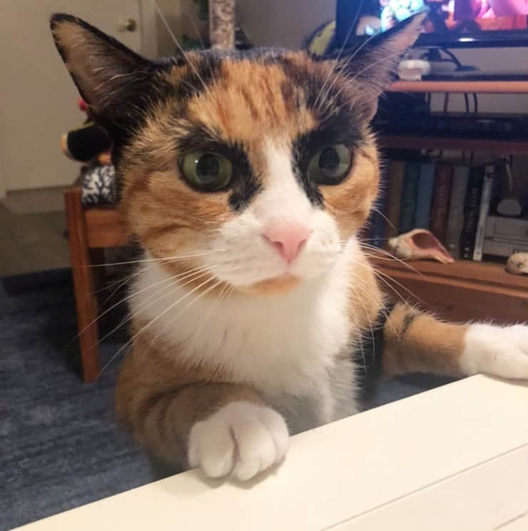 リリーのインスタグラム：「Oh look! It’s the weekend 😸」