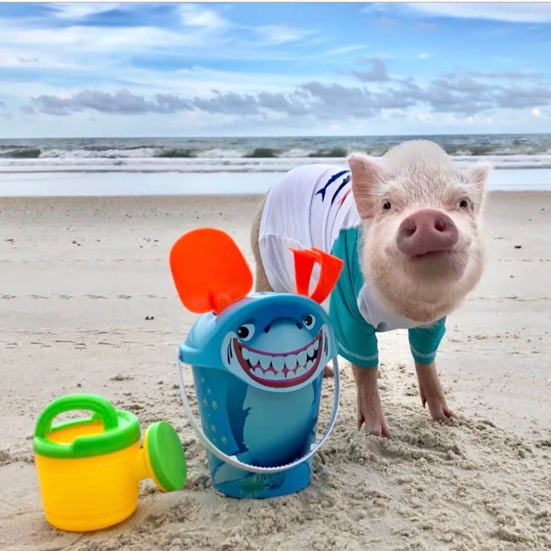 のインスタグラム：「Piggy Penn is patiently waiting for that Poppleshark to show up, so he can help him build a sand castle with his adorable new shark bucket.🏖 #sharkweek #hammerhead #Poppleshark #PennShark #PrissyandPop」