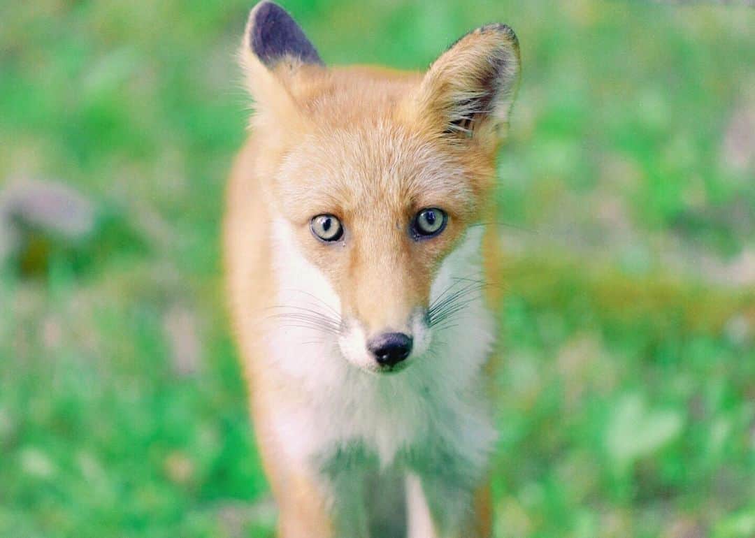 Hikaruのインスタグラム：「Fox in summer. . . . Why will I like a fox so much? . . . #instagram #instagramjapan #igersjp #東京カメラ部 #tokyocameraclub #natgeo #sony #bealpha #SonyAlpha #SonyImager #pashadelic #naturephotography #naturegeography #fox #キタキツネに会いたい #キタキツネ #photogrena_nature #photo_shorttrip #japan #hokkaido #写真好きな人と繋がりたい #北海道 #A7RM3 #Japan_ilc #SonyAlphaAnimalPortrait」