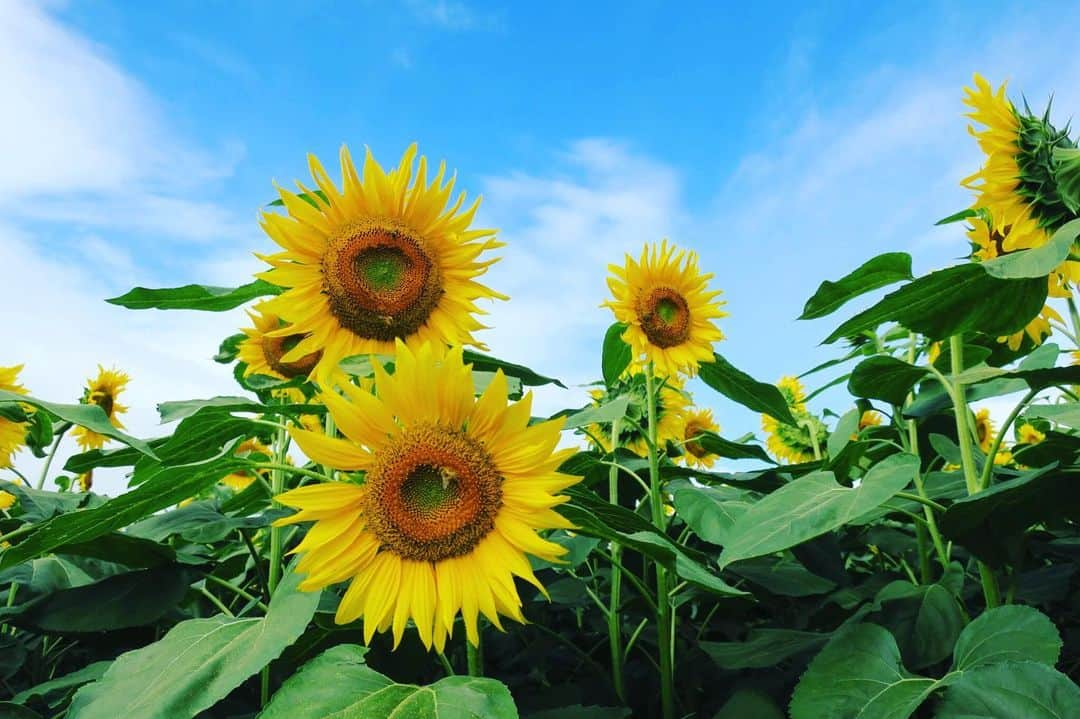 歩りえこさんのインスタグラム写真 - (歩りえこInstagram)「山梨県北杜市明野サンフラワーフェス2019﻿ ﻿ ﻿ ﻿ ﻿ #ひまわり畑 #ひまわり #山梨県  #オリオンツアー  #オリオンツアーバス  #オリオンツアー日帰り  #オリオンツアーの日帰りバスツアー  #オリオンツアー日帰りバスツアー  #オリオンツアーバスツアー」8月2日 22時45分 - riekoayumi