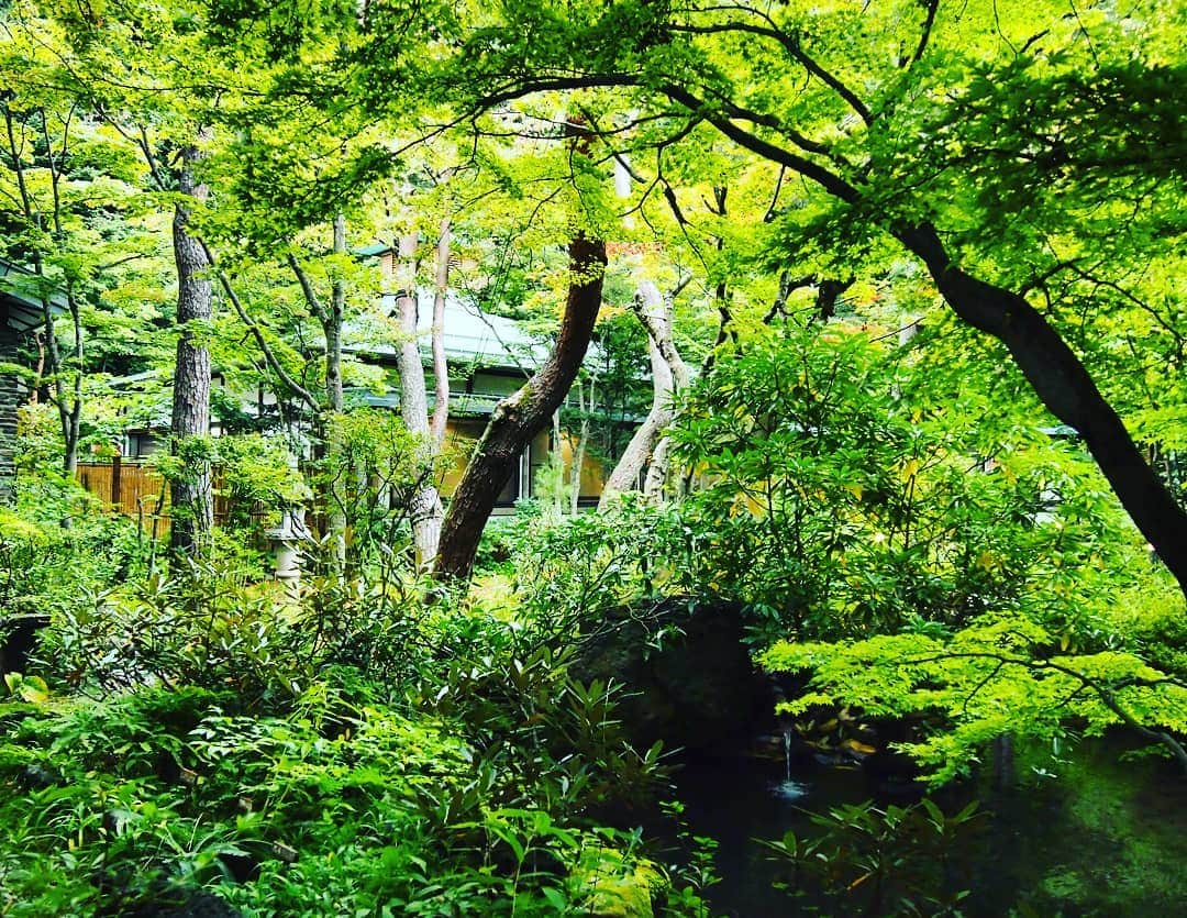 上林ホテル仙壽閣のインスタグラム：「庭園の木々も暑さに負けじとマイナスイオンを放出しています。#癒し #日本庭園 #japan #緑 #senjukaku #地獄谷野猿公苑最寄りの宿 #8月の風景 #写真撮ってる人と繋がりたい」