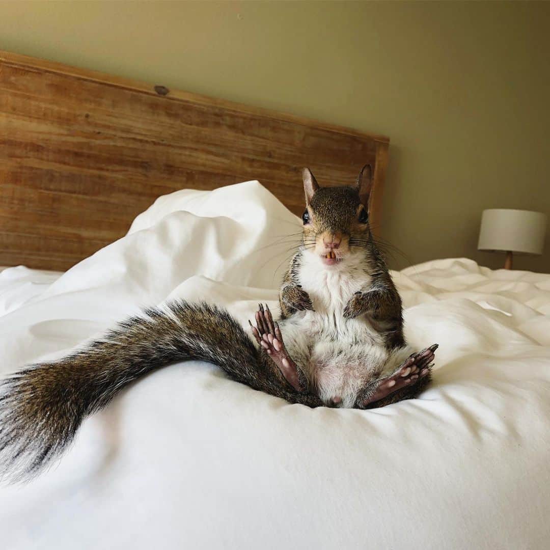 Jillさんのインスタグラム写真 - (JillInstagram)「Will she help me make the bed today? ✅ or 🚫 . . . #petsquirrel #squirrel #squirrels #squirrellove #squirrellife #squirrelsofig #squirrelsofinstagram #easterngreysquirrel #easterngraysquirrel #ilovesquirrels #petsofinstagram #jillthesquirrel #thisgirlisasquirrel #inbed #makethebed」8月2日 23時12分 - this_girl_is_a_squirrel