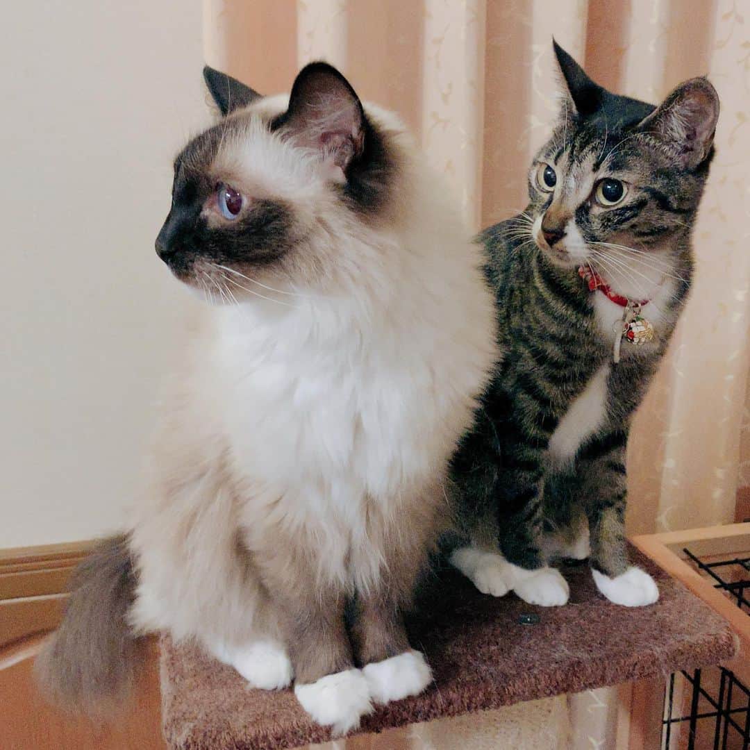 takegaeruのインスタグラム：「ただいま、きゃわたんたち😽 #cat #猫 #ragdoll #ラグドール #ホワイトポッチーズ #よもねこ #よもぎねこ #キジトラ #きじとら」