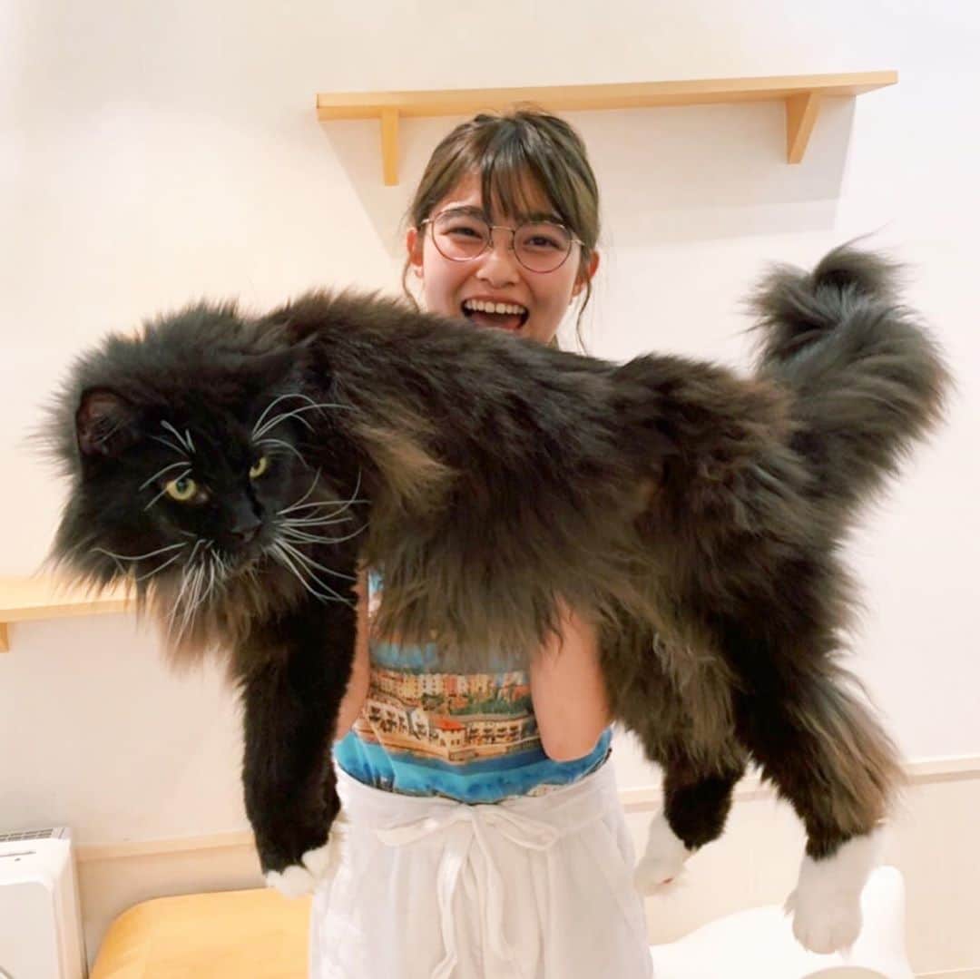 井上咲楽さんのインスタグラム写真 - (井上咲楽Instagram)「. このこは 猫です！ かわいい！大きい！ . #猫好き」8月2日 23時18分 - bling2sakura