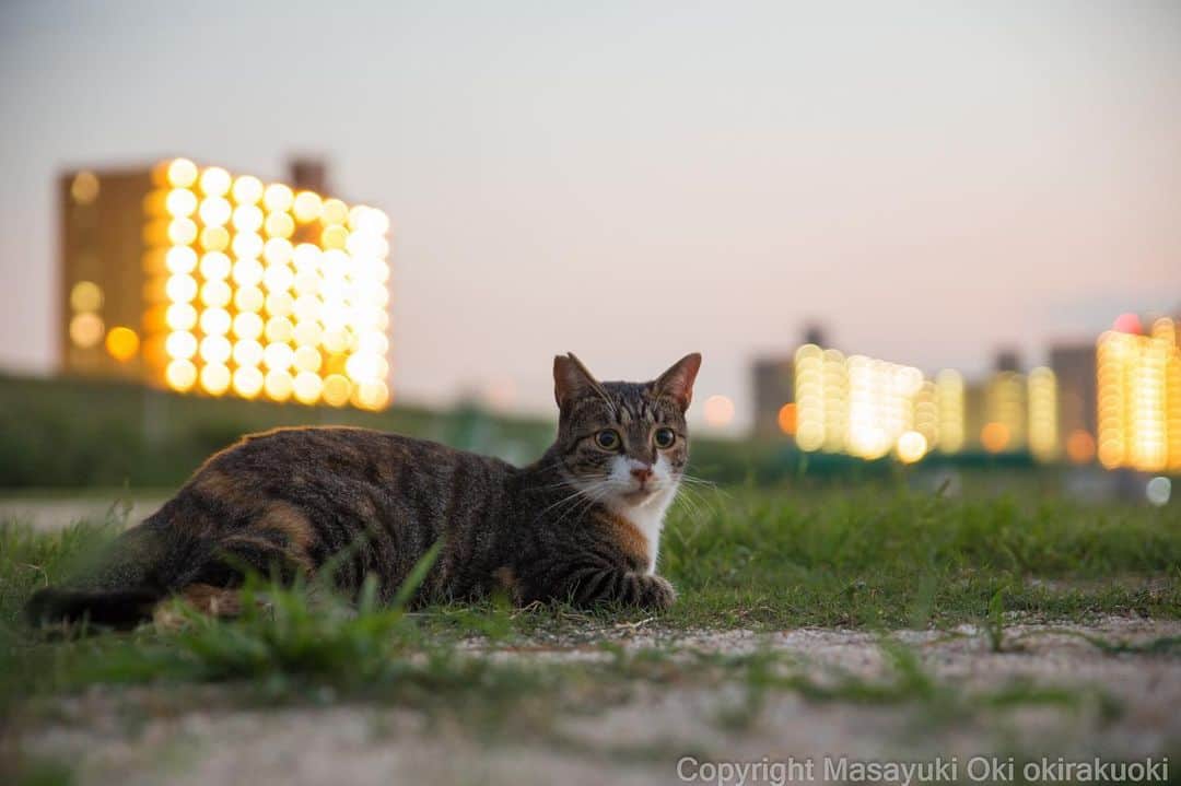 Masayukiさんのインスタグラム写真 - (MasayukiInstagram)「もうすぐ日没。 なにしてあそぼう。  #cat #ねこ」8月2日 23時30分 - okirakuoki