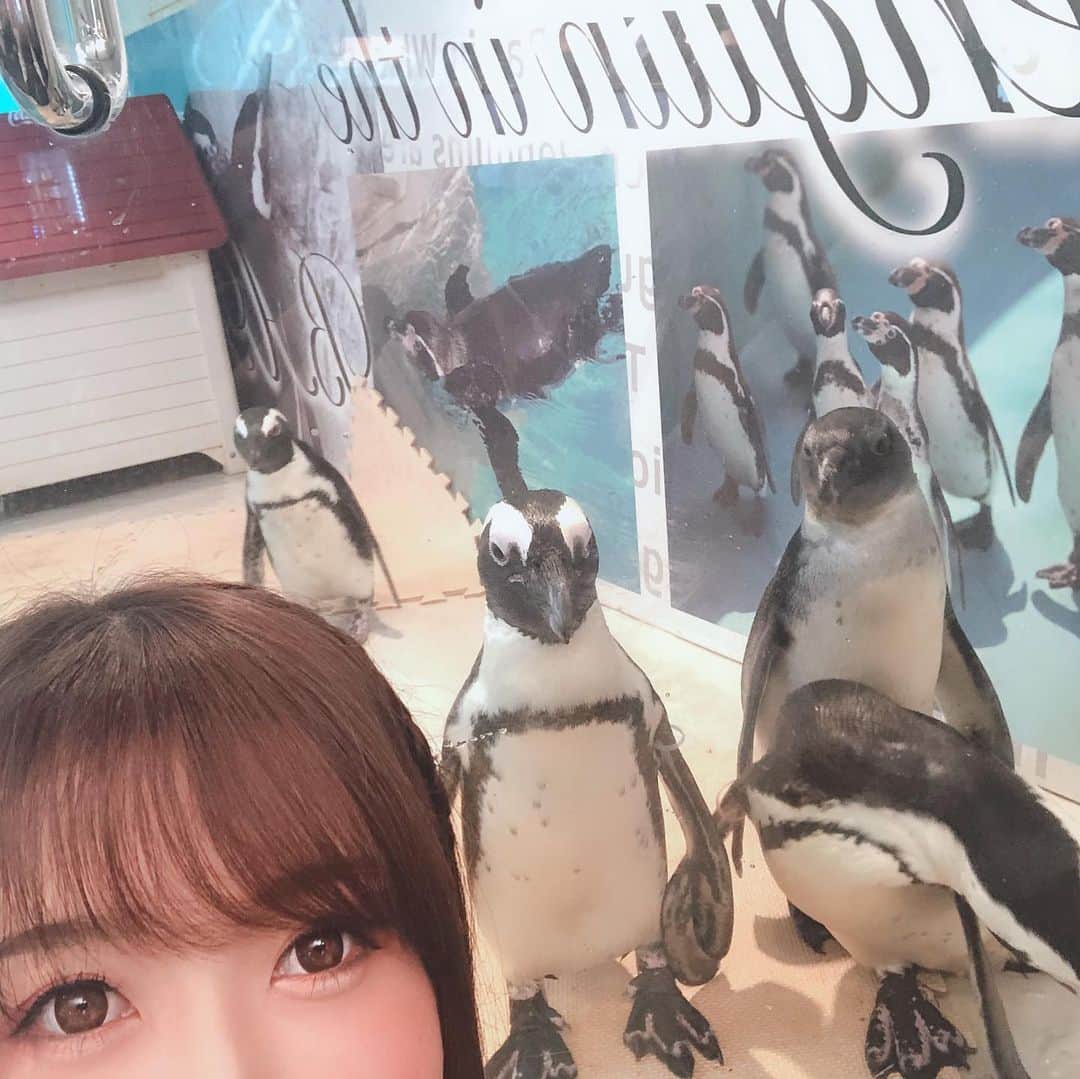 大槻ひびきさんのインスタグラム写真 - (大槻ひびきInstagram)「ペンギンのいるBAR❣️ ステキなお店でしたー😊 ここで大槻ひびきオフ会を開催させていただきました🌸 ペンギンちゃん達とっても可愛かった💓 エサやり体験も😳 とっても癒されました💓 来てくれた皆さん ペンギンのいるBARさん ありがとうございました🌟 #ペンギンのいるbar #池袋 #ペンギン #オフ会 #イベント #可愛い」8月3日 0時10分 - yanhibi0221