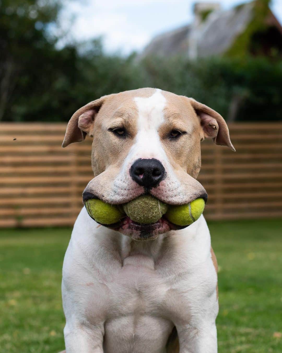 DogsOf Instagramのインスタグラム：「"Use your smile to change the world" writes @zombihunter_  #dogsofinstgram」
