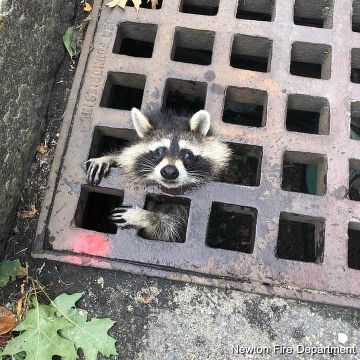 ABC Newsさんのインスタグラム写真 - (ABC NewsInstagram)「The Newton Fire Department proved that they help members of the community of all shapes and sizes, when a juvenile raccoon got its head stuck in a storm drain grate. The fire department was able to successfully rescue the furry critter. #raccoons #animals #firedepartment #rescue #newton」8月3日 0時38分 - abcnews