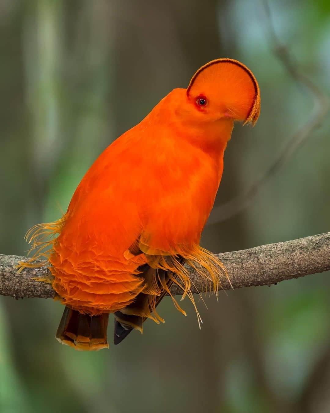 Discoveryさんのインスタグラム写真 - (DiscoveryInstagram)「“A lone male Guianan Cock-of-the-rock photographed at a lek in the Iwokrama Rainforest in Guyana.  This Cotinga is more intensely neon orange than its Andean counterpart and is further adorned with a half-moon crest and silky plumes that resembles a frilly cocktail dress. They depend on huge boulders in the forest for breeding and during mating season males engage in competitive displays to attract the less distinctive looking females." 📸 + caption by Kester Clarke (@kesterclarke) . . . . #photography #photooftheday #explore #naturephotography #nature #potd #travelIG #wow #natureIG #explore #travelgram #Iwokrama #Rainforest #Guyana」8月3日 0時46分 - discovery