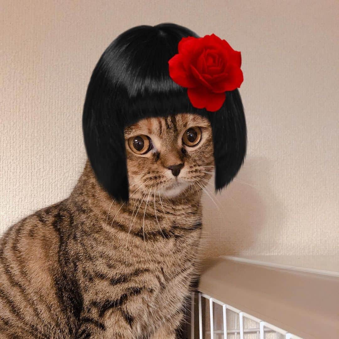 小林愛さんのインスタグラム写真 - (小林愛Instagram)「妙に黒髪が似合う、るーたん🤣 大和撫子かな✨  #猫  #ねこ #cat  #スコティッシュフォールド  #にゃんすたぐらむ #SNOW」8月3日 1時11分 - love_me_ai