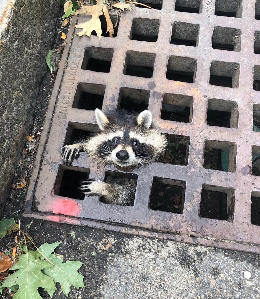 NBC Newsさんのインスタグラム写真 - (NBC NewsInstagram)「When this raccoon got stuck in a storm grate, 10 firefighters came to its rescue. Story at the link in our bio. . 📷 Newton Fire Dept. via Twitter」8月3日 1時50分 - nbcnews