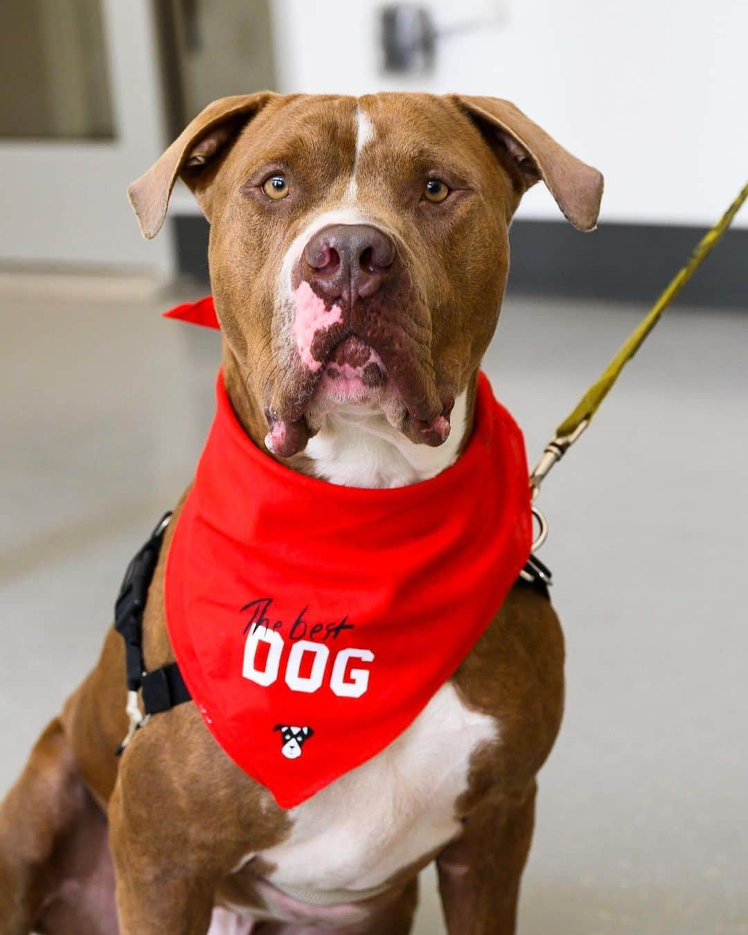 The Dogistさんのインスタグラム写真 - (The DogistInstagram)「ADOPTABLE: Miami Max, Pit Bull mix (4 y/o), via @animalhaven, NYC • “He’s from a cruelty case in Miami. He’s doing a great job in his recovery and his whole body wags when he’s happy.” • Featuring ‘The best DOG’ bandana available at @thedogistshop, where every product purchased feeds a shelter dog #feedingfriends. Link in bio.」8月3日 1時50分 - thedogist