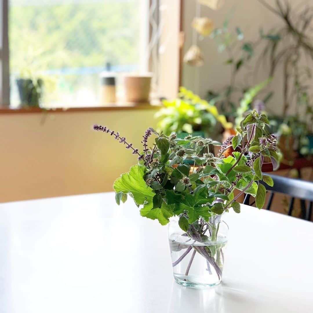 佐藤友子さんのインスタグラム写真 - (佐藤友子Instagram)「食卓にはハーブの束を🌿 暑くて花もちがよくないので、ハーブ系ならばと。 ゼラニウムの葉を触ってはくんくん香りを嗅いで癒されてます。」8月3日 12時18分 - tomokosato_hokuohkurashi