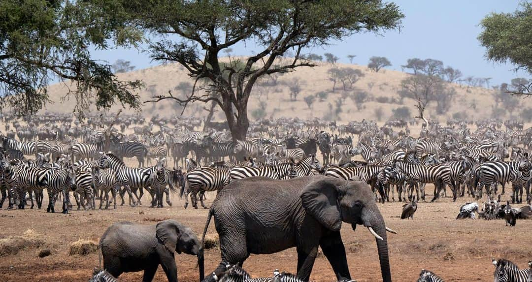 レオナルド・ディカプリオさんのインスタグラム写真 - (レオナルド・ディカプリオInstagram)「The more we learn to connect with and appreciate the natural world, the more we realize we need to protect it. #Serengeti, narrated by @lupitanyongo, premieres August 4 on @discovery.」8月3日 4時01分 - leonardodicaprio