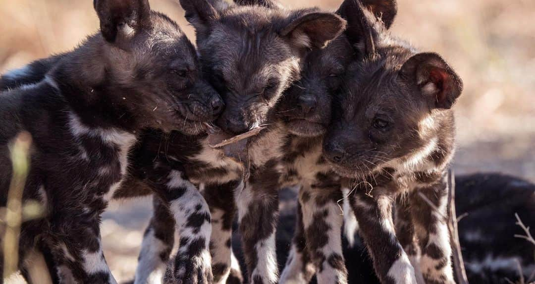 レオナルド・ディカプリオさんのインスタグラム写真 - (レオナルド・ディカプリオInstagram)「The more we learn to connect with and appreciate the natural world, the more we realize we need to protect it. #Serengeti, narrated by @lupitanyongo, premieres August 4 on @discovery.」8月3日 4時01分 - leonardodicaprio