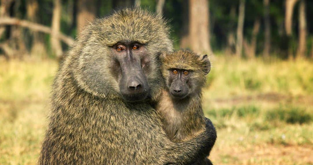 レオナルド・ディカプリオさんのインスタグラム写真 - (レオナルド・ディカプリオInstagram)「The more we learn to connect with and appreciate the natural world, the more we realize we need to protect it. #Serengeti, narrated by @lupitanyongo, premieres August 4 on @discovery.」8月3日 4時01分 - leonardodicaprio