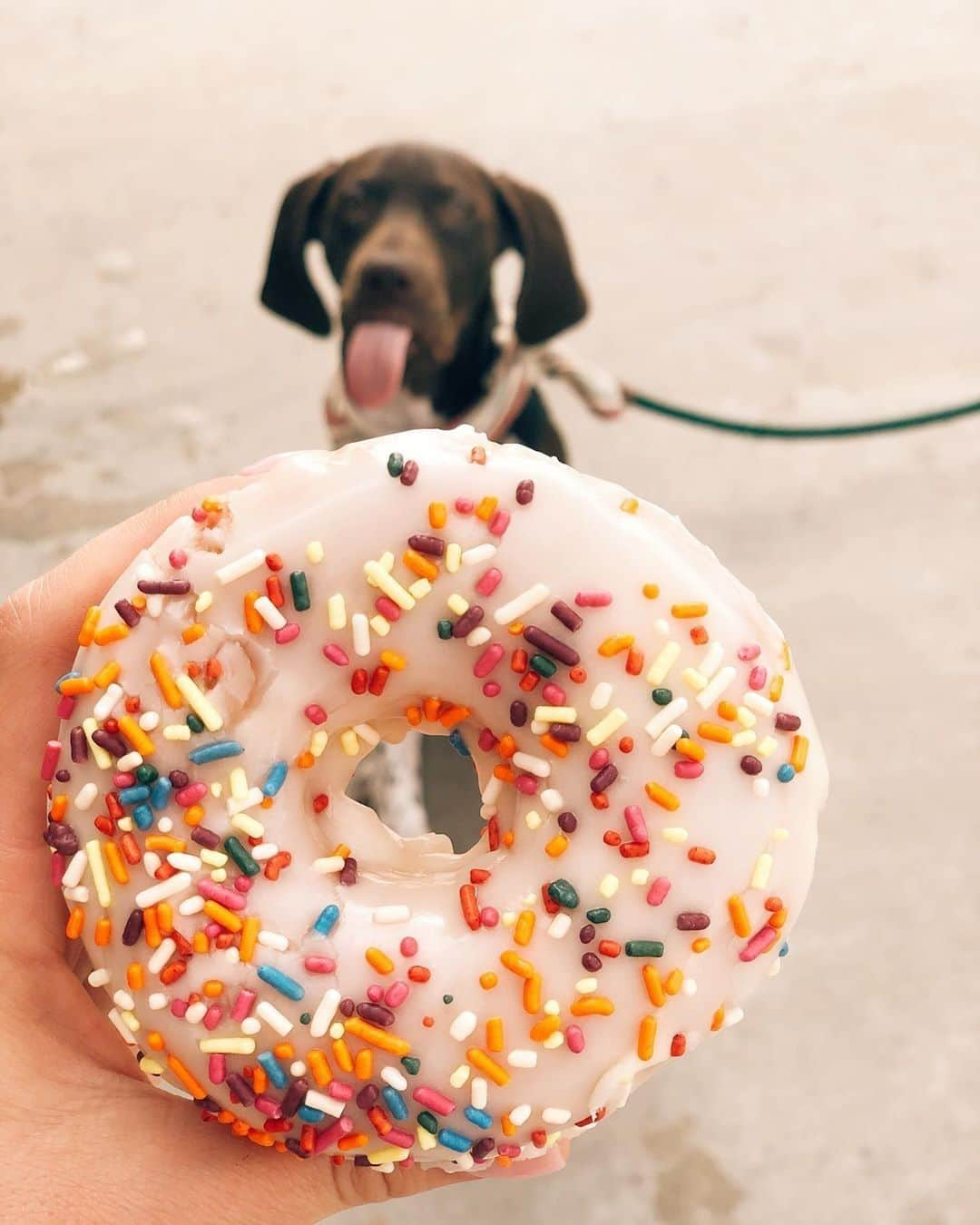 ダンキンドーナツさんのインスタグラム写真 - (ダンキンドーナツInstagram)「Man's best friend(s) 🍩🐶」8月3日 3時59分 - dunkin