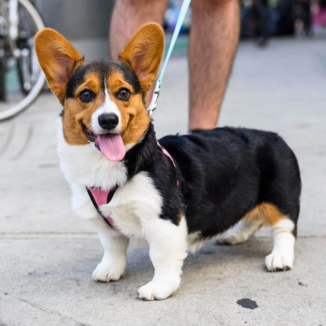 The Dogistさんのインスタグラム写真 - (The DogistInstagram)「Maya, Pembroke Welsh Corgi (15 w/o), 7th & 2nd Ave., New York, NY • “Ice cubes make her go insane. She’ll start doing laps around the apartment.” @mayathecitygirl」8月3日 4時14分 - thedogist
