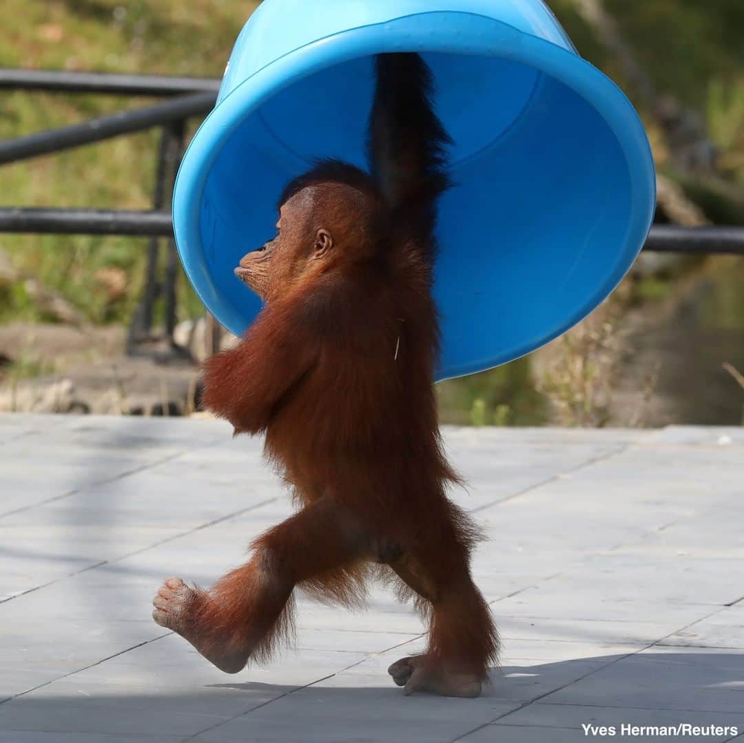 ABC Newsさんのインスタグラム写真 - (ABC NewsInstagram)「A three-year-old orangutan makes his way through a zoo and botanical garden in Belgium. #belgium #orangutan #zoo」8月3日 4時21分 - abcnews