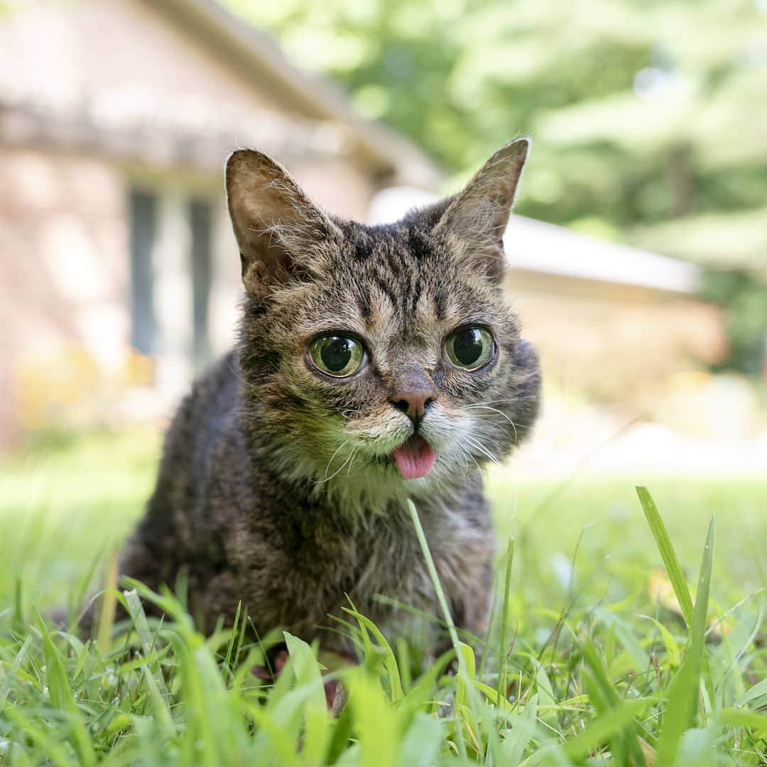 Lil BUBさんのインスタグラム写真 - (Lil BUBInstagram)「BUB'S got eyes as green as the grass and a heart as big as the sun.」8月3日 4時36分 - iamlilbub