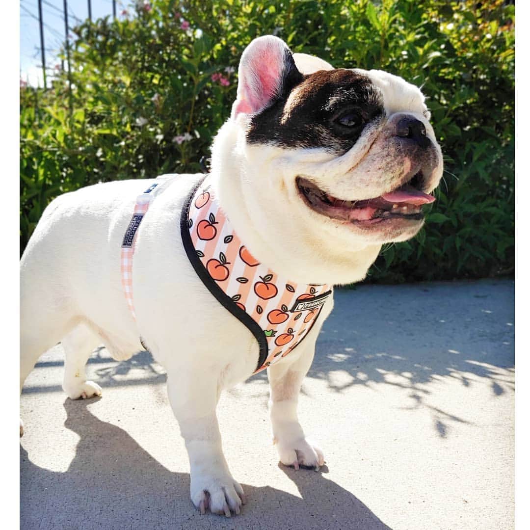 Manny The Frenchieさんのインスタグラム写真 - (Manny The FrenchieInstagram)「Its FriYAY! Hope everyone is feeling peachy! 🍑 @frenchie_bulldog」8月3日 5時13分 - manny_the_frenchie