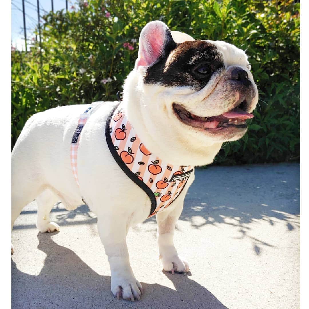 Manny The Frenchieのインスタグラム：「Its FriYAY! Hope everyone is feeling peachy! 🍑 @frenchie_bulldog」