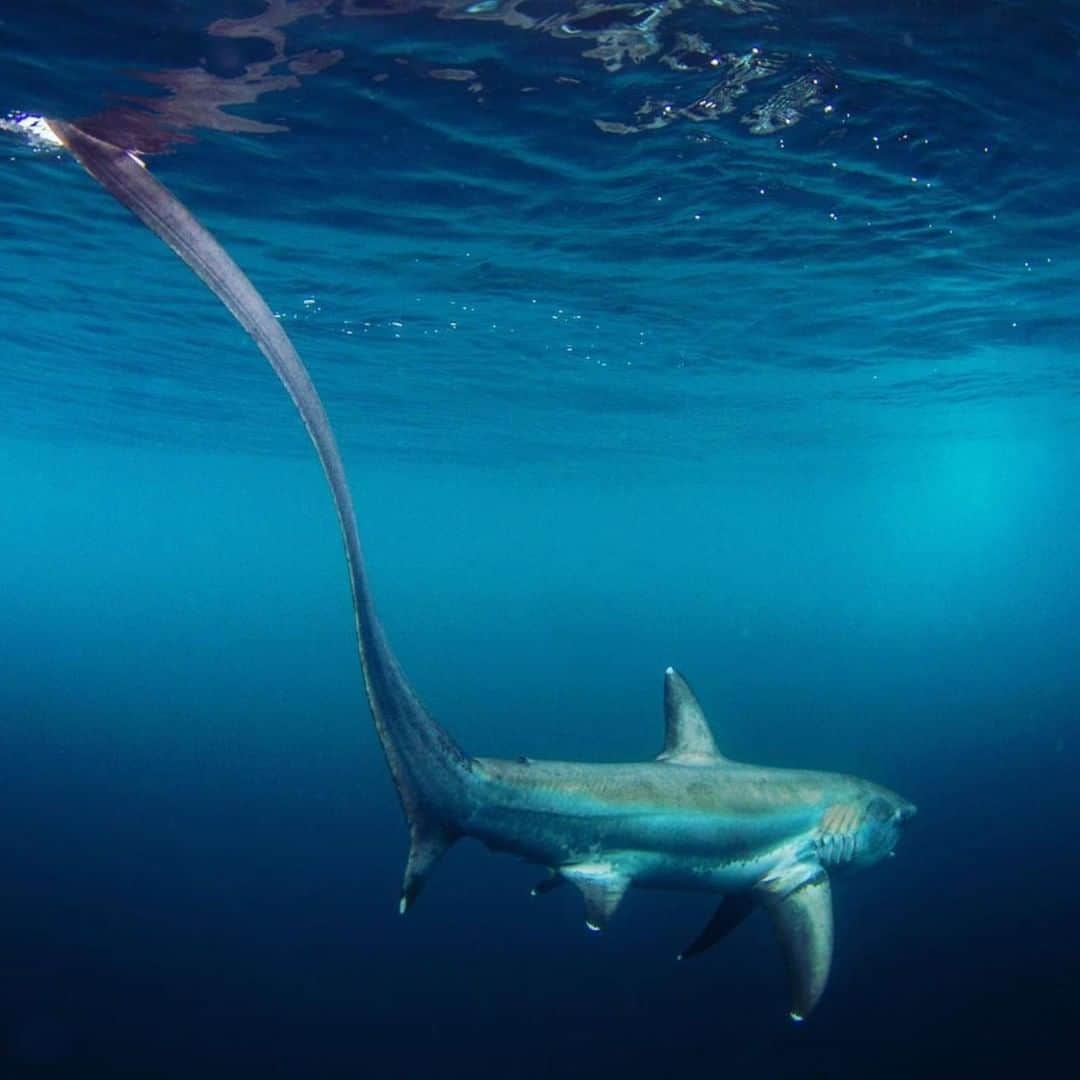 Costa Sunglassesのインスタグラム：「Not just a tall tale. 📷: @sport_fish_gallery #SeeWhatsOutThere #SharkWeek」