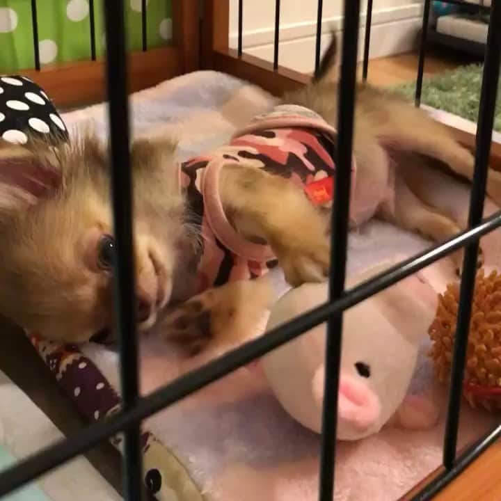kayoのインスタグラム：「* * くりお3ヶ月の頃 懐かしい〜😂 * * kulio💗 * * #懐かし動画 #chihuahua#chihuahualove#dogstgram#dog#instadog#チワワ#チワワ大好き * *」