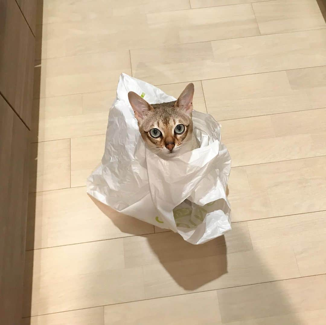 モルト♡Malt(Singapuracat)のインスタグラム：「振り返ればかまってちゃんがポツーン… * * #袋猫 #とりあえず入りたい #出れなくなるかもとは考えない」