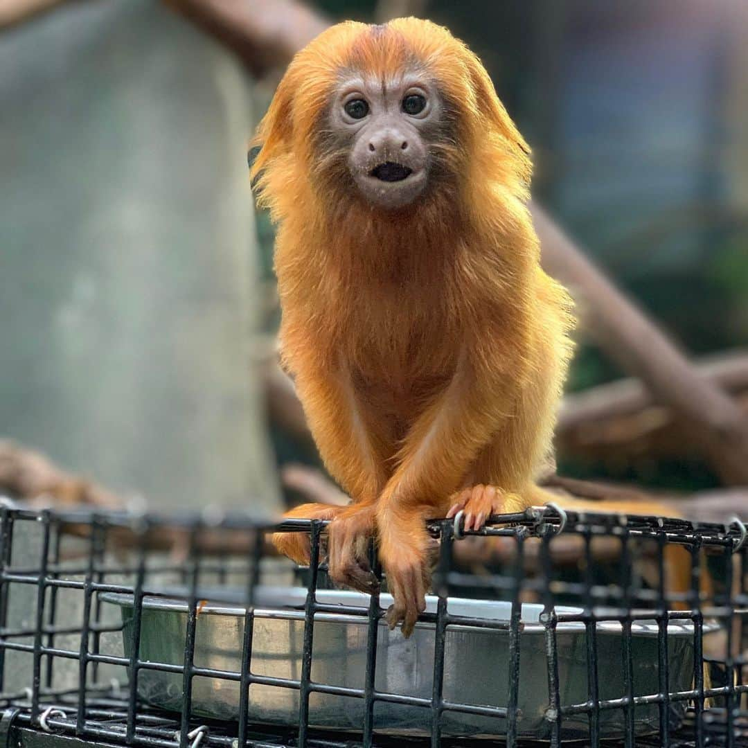 スミソニアン国立動物園さんのインスタグラム写真 - (スミソニアン国立動物園Instagram)「🐵 Happy #GoldenLionTamarinDay! Golden lion tamarins nearly went extinct in the wild, but zoos stepped in to help, created a Species Survival Plan, and reintroduced them. Now, about 3,000 golden lion tamarins are living in the Atlantic coastal forest of Brazil. Many of them are descended from tamarins born in zoos, like ours! #WeSaveSpecies」8月3日 7時07分 - smithsonianzoo