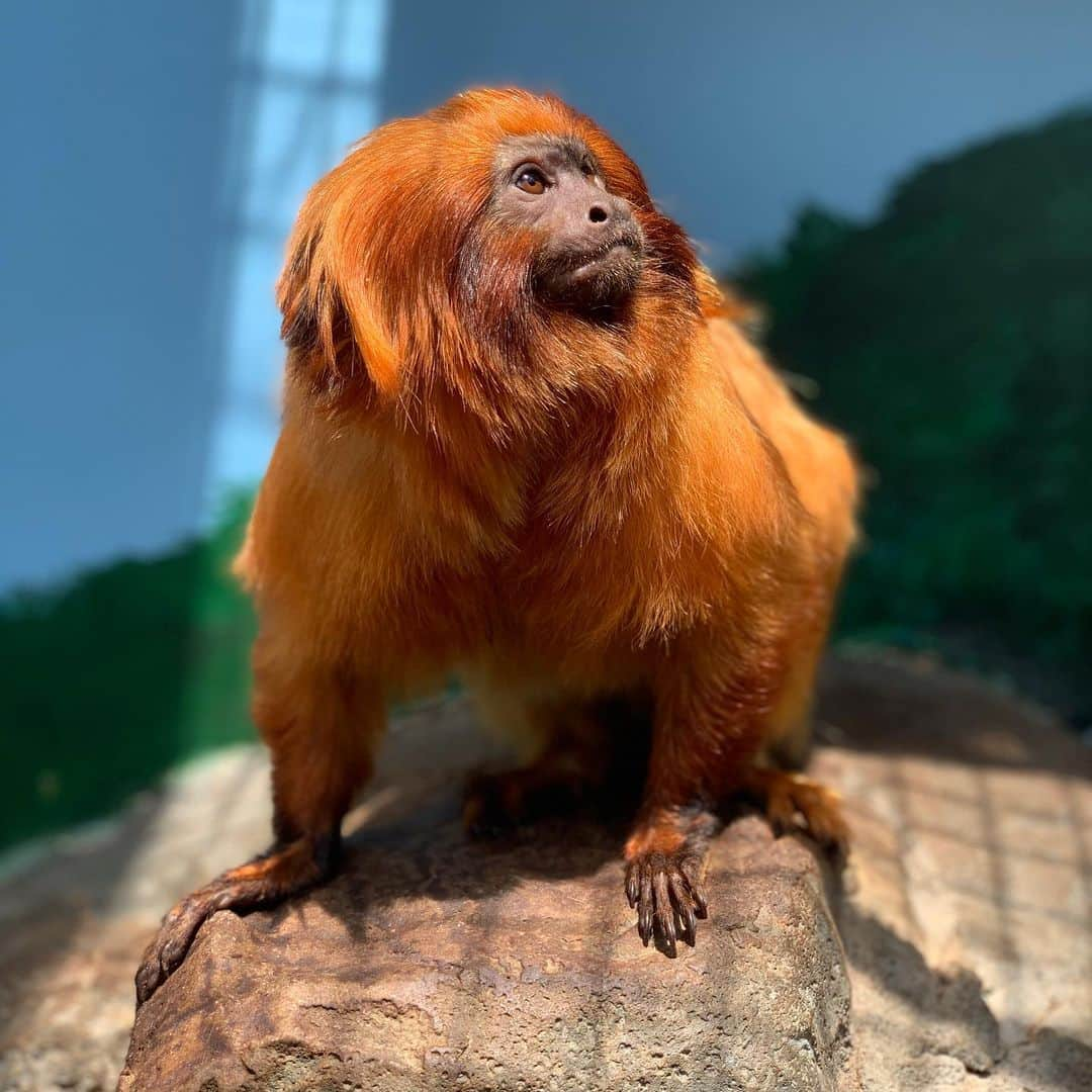 スミソニアン国立動物園さんのインスタグラム写真 - (スミソニアン国立動物園Instagram)「🐵 Happy #GoldenLionTamarinDay! Golden lion tamarins nearly went extinct in the wild, but zoos stepped in to help, created a Species Survival Plan, and reintroduced them. Now, about 3,000 golden lion tamarins are living in the Atlantic coastal forest of Brazil. Many of them are descended from tamarins born in zoos, like ours! #WeSaveSpecies」8月3日 7時07分 - smithsonianzoo