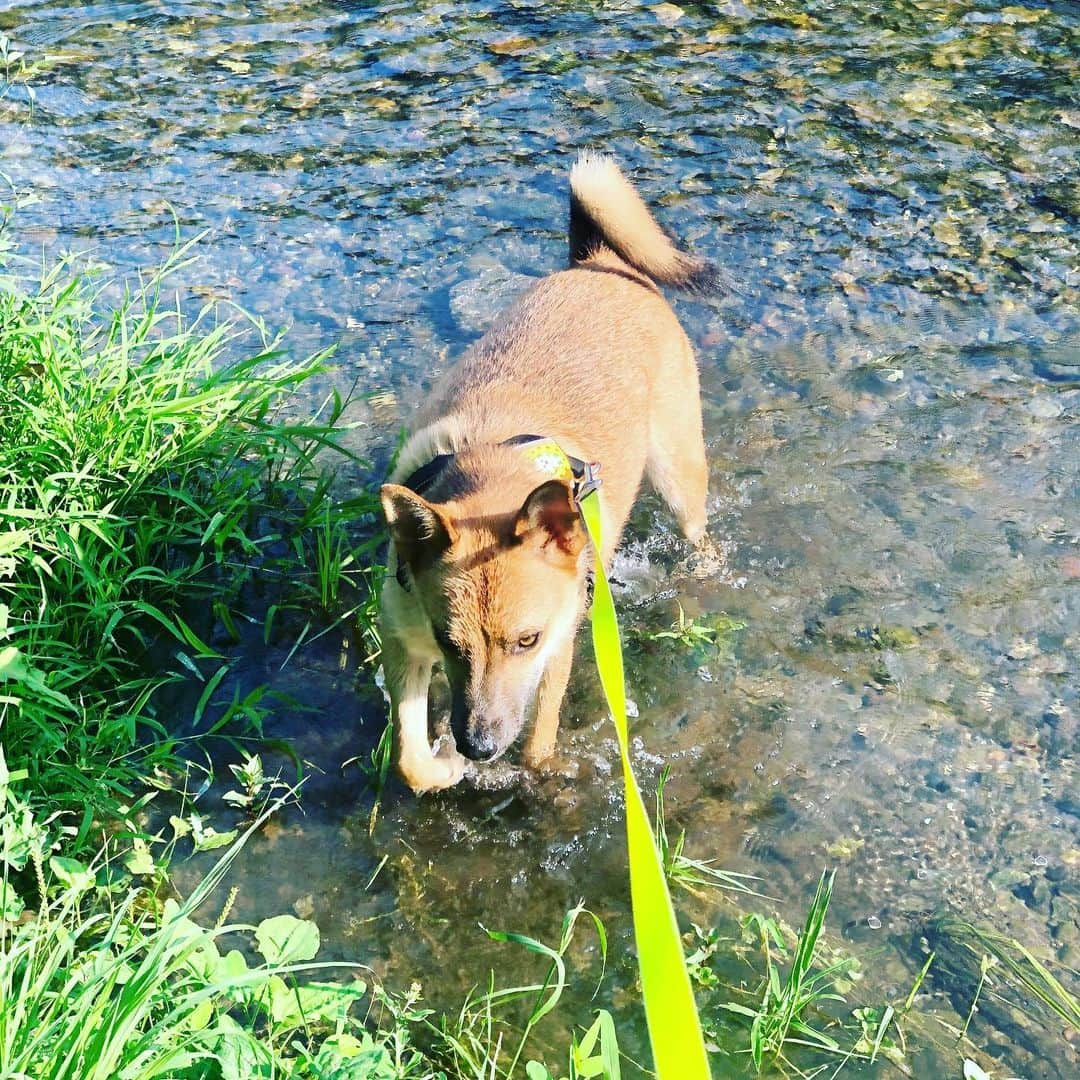 佐々木海さんのインスタグラム写真 - (佐々木海Instagram)「朝早く散歩行ってもあーつーいー🥵 川に入ってるのが心底羨ましい…… 今度サンダルで行ってうちも川に入ったろかな🤔 帰りはやっぱり休憩〜🥵私も一緒に地べたに座って休憩しました🥵 #犬 #イヌ #イヌスタグラム #いぬすたぐらむ #犬バカ部 #いぬばか部 #ふわもこ部 #いぬら部 #犬のいる暮らし #保護犬 #元野犬 #雑種 #雑種犬 #ビビり犬 #里親 #保護犬を家族に #保護犬を飼おう #殺処分ゼロ #dog #dogs #dogstagram #doglove #doglover #doglovers #doglife #dogslife #rescuedog #rescueddog」8月3日 12時50分 - umi_carnelian