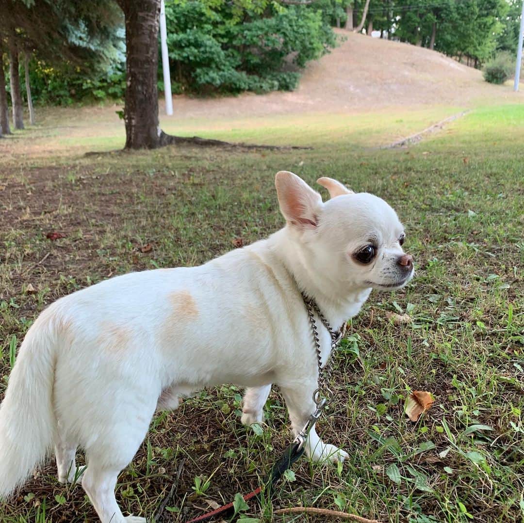 KORIKIのインスタグラム：「おはようございます♪ * #朝ん歩  動画は #ジャンプ失敗の巻 #dogofsapporo #dog, #dogs, #dogstagram,#chihuahua,#犬バカ部,#チワワ,#koriki, #hanadog #白スムチ連合会, #スムチー,  #dogofthedayjp, #dogoftheday  #ilovemydog #instadog #instapet #WhiteChihuahua  #吉娃娃 #치와와  #dogsofinstagram #Chihuahualover  #チワワの輪 #barkbox #WhiteChihuahuaParty #もふもふモフモフ」