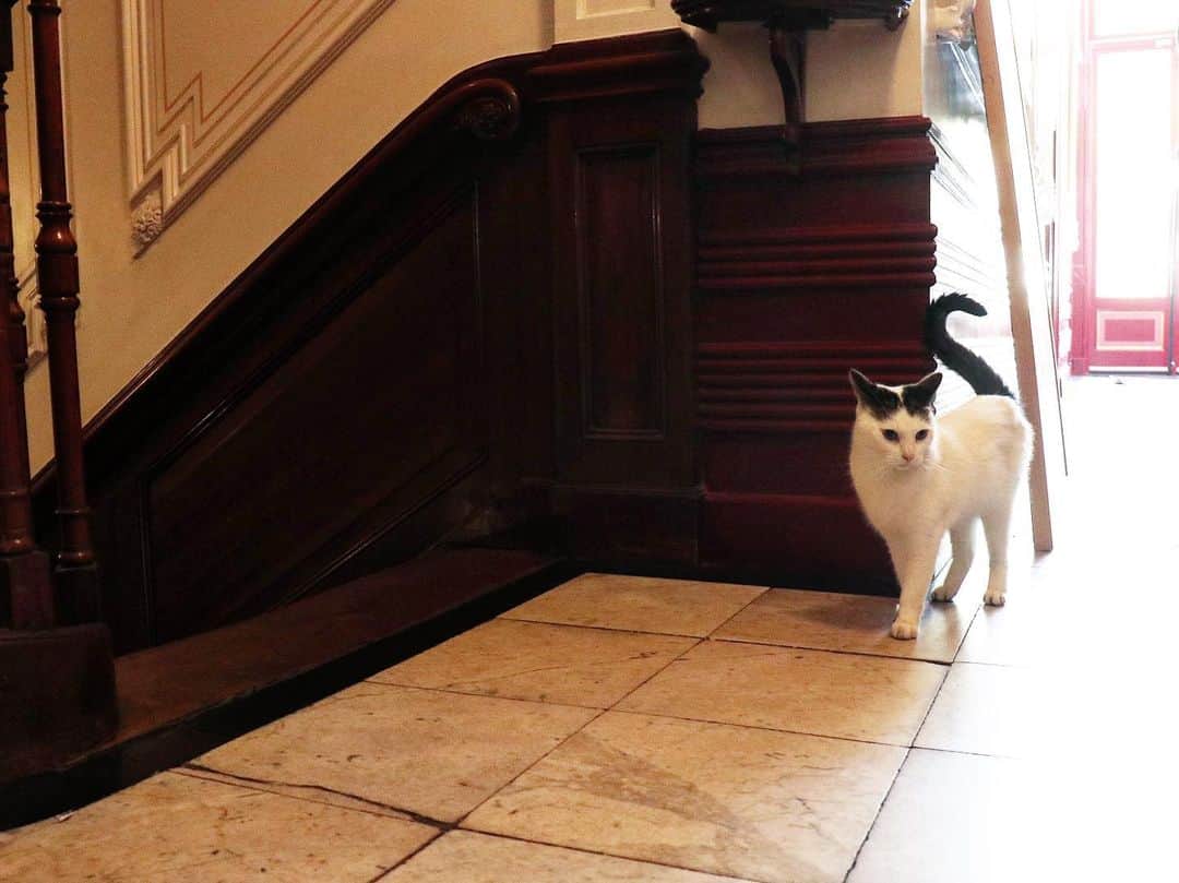 宮崎まこさんのインスタグラム写真 - (宮崎まこInstagram)「オランダ散歩コース 猫の博物館へ🐱 . ゆったり寛ぐ自由な存在。 小さな入り口を入れば 全てが猫になったアートが観れた💍 . . 歴史上神秘的存在だったその姿を表現した凄まじい展示品の数々に鳥肌🎭ぷるぷる . . #kattenkabinet #猫 #猫の博物館 #cat #catsofinstagram #ぬこ #肉球 #artistsoninstagram #art #散歩 #アムステルダム #amsterdamn #オランダ #olanda #ヨーロッパ旅 #美術館巡り #レタッチ #花 #旅スタグラム #タビジョ #バックパッカー #里親募集猫」8月3日 7時50分 - makomiyazaki