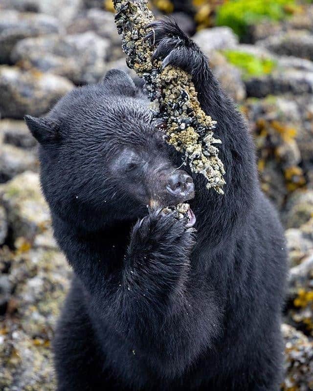 Explore Canadaさんのインスタグラム写真 - (Explore CanadaInstagram)「Coastal Black Bears play an instrumental and unique role in their local ecosystems through their diet. During salmon spawning season they catch and bring salmon onto the shores of forested streams to enjoy the spoils of their catch. By doing this they leave behind a large amount of essential nutrients that provide trees, insects and songbirds the nourishment they need to thrive. #ExploreCanada ⁠ ⁠ 📷: @dancarrphoto⁠ 📍: @hellobc⁠ ⁠ #ExploreBC⁠」8月3日 8時00分 - explorecanada