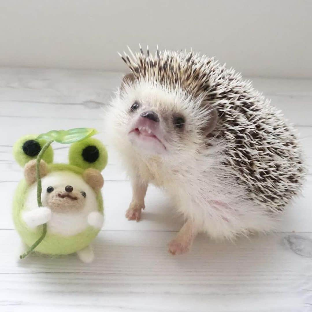 ラド&ティンクさんのインスタグラム写真 - (ラド&ティンクInstagram)「* I participated in a workshop to make a hedgehog covered in frog costume with wool felt. * model ： Ocean * * 一昨日、たわしちゃんママ @mokyuko5 のハリだるまのワークショップに参加したよ。 * * 私が作ったのは、 カエル🐸を被ったハリだるま✨ 先生にアドバイスもらいながら、とっても可愛くできました❤️ 上向くおーしゃんに合わせて、ハリだるまもちょっと上向きに作ったよ✨✨👍 このハリだるまが持ってる葉っぱ🍀は、なんとたわしちゃんママの娘さんの手作りなんだって！ すごぉ〜い✨✨✨❤️ * * 一緒に参加した @shirasudon_111 しらす丼ママ、ねえね @tomtom1486 スカイくんママ @ayabribrick そらうみママ @tacakotan アルくんママ * 楽しかったね✨✨ ありがとう❤️ * * #おーしゃん #はりねずみ #ハリネズミ #針鼠 #ヨツユビハリネズミ #ヘッジホッグ  #ペット #ふわもこ部 #モフモフ #hedgehog #pygmyhedgehog #lovelypet #cuteanimals #hedgehogfamily #hedgie #Hérisson #igel#riccio #Erizo #고슴도치 #刺猬 #pecotv」8月3日 8時04分 - rado_pompon