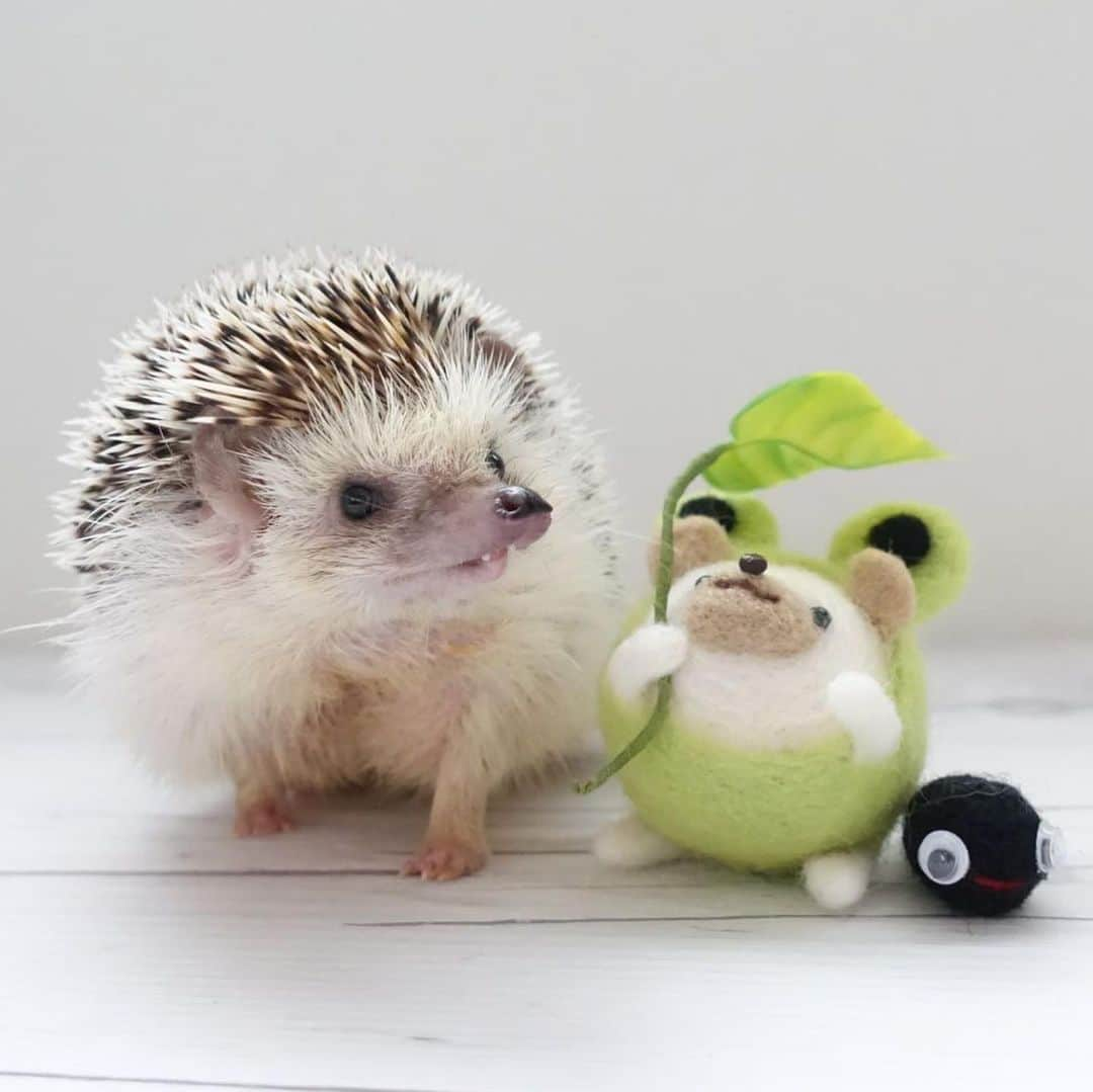 ラド&ティンクさんのインスタグラム写真 - (ラド&ティンクInstagram)「* I participated in a workshop to make a hedgehog covered in frog costume with wool felt. * model ： Ocean * * 一昨日、たわしちゃんママ @mokyuko5 のハリだるまのワークショップに参加したよ。 * * 私が作ったのは、 カエル🐸を被ったハリだるま✨ 先生にアドバイスもらいながら、とっても可愛くできました❤️ 上向くおーしゃんに合わせて、ハリだるまもちょっと上向きに作ったよ✨✨👍 このハリだるまが持ってる葉っぱ🍀は、なんとたわしちゃんママの娘さんの手作りなんだって！ すごぉ〜い✨✨✨❤️ * * 一緒に参加した @shirasudon_111 しらす丼ママ、ねえね @tomtom1486 スカイくんママ @ayabribrick そらうみママ @tacakotan アルくんママ * 楽しかったね✨✨ ありがとう❤️ * * #おーしゃん #はりねずみ #ハリネズミ #針鼠 #ヨツユビハリネズミ #ヘッジホッグ  #ペット #ふわもこ部 #モフモフ #hedgehog #pygmyhedgehog #lovelypet #cuteanimals #hedgehogfamily #hedgie #Hérisson #igel#riccio #Erizo #고슴도치 #刺猬 #pecotv」8月3日 8時04分 - rado_pompon