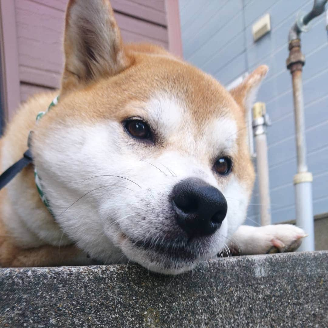 柴犬⭐️サスケさんのインスタグラム写真 - (柴犬⭐️サスケInstagram)「おはわん #散歩5分#やる気なしお#茶助#柴犬#赤柴#pecoいぬ部 #shibagram #shibastagram #犬ら部 #ふわもこ部 #🐶📷」8月3日 8時07分 - shiba20150405