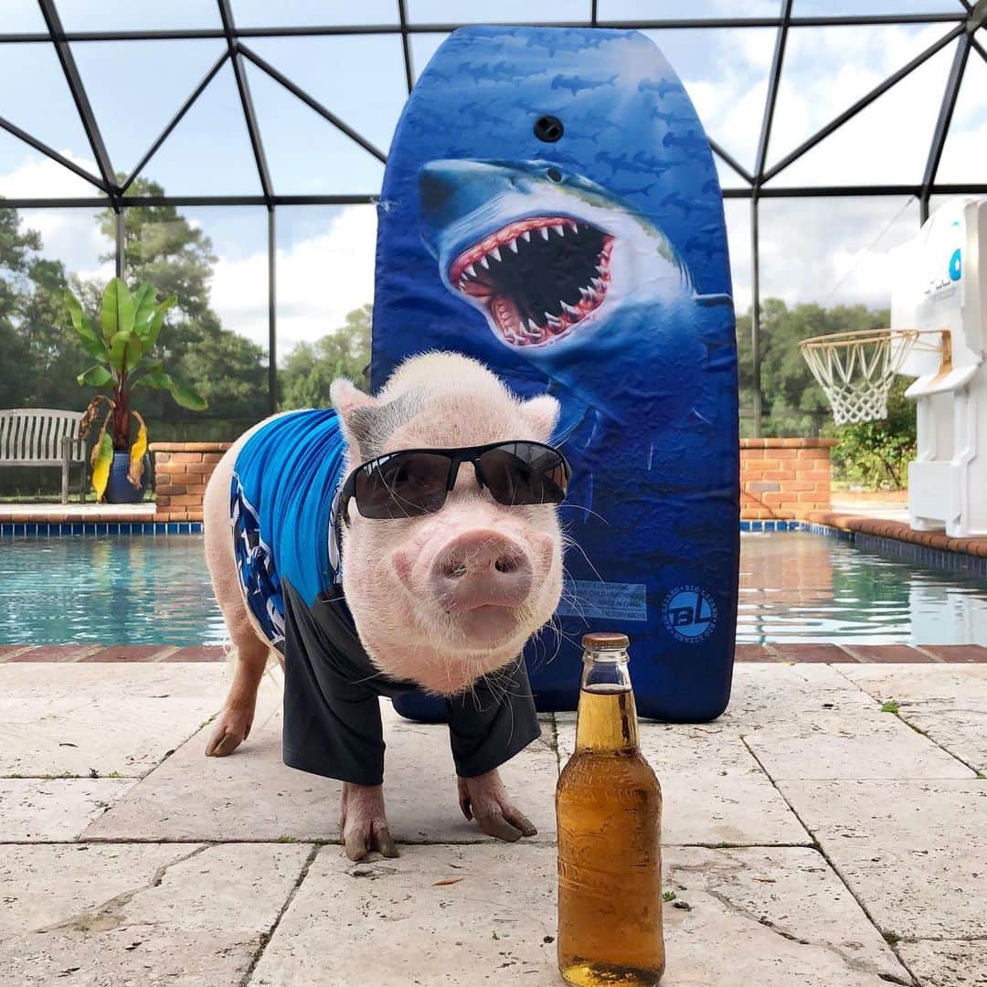 のインスタグラム：「Too cool for the pool!🐷😎Happy #InternationalBeerDay from Silly Pop!🐷🍺🦈#sharkweek #landshark #Poppleshark #cheers #underage #PrissyandPop」