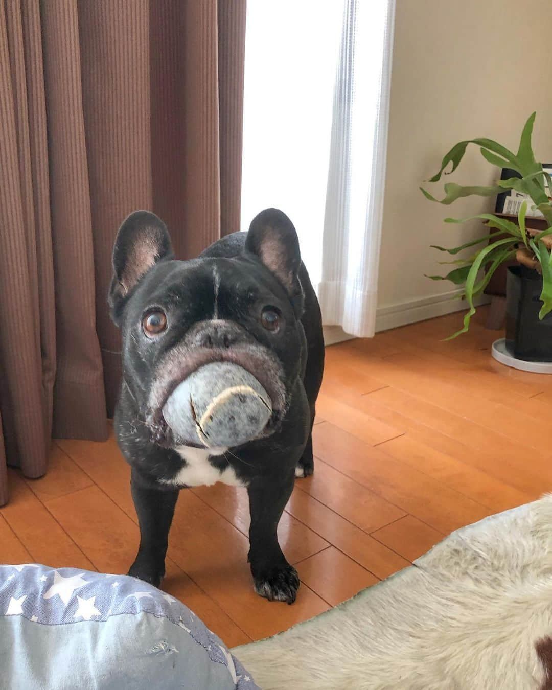 Turbo_dad フレブルのターボさんのインスタグラム写真 - (Turbo_dad フレブルのターボInstagram)「Good morning 🎾 . . . #frenchbulldog #frenchie #buhi #dog #フレンチブルドッグ  #フレブル #ブヒ #frenchiesofinstagram #instadog #instafrenchie #frenchiegram #dogstagram #frenchbullys #frenchielove #프렌치불독 #thefrenchiepost #法鬥 #frenchies1 #portrait #igersjp #tokyocameraclub  #bully #ilovemydog #frenchielife #愛犬 #dogsofinstagram #ふわもこ部 #Saturday #gm」8月3日 8時50分 - turbo_dad