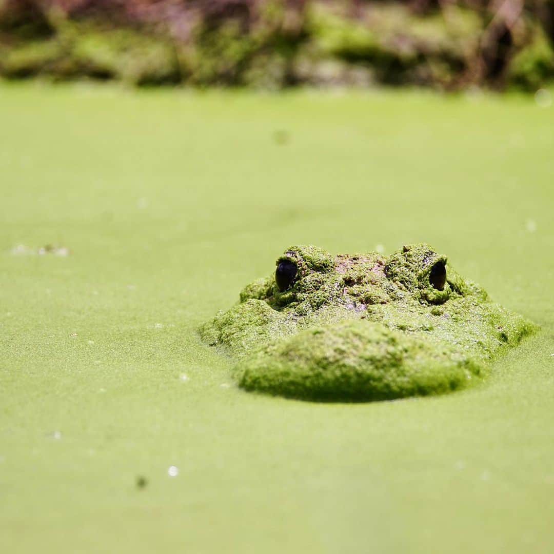 アメリカ内務省さんのインスタグラム写真 - (アメリカ内務省Instagram)「See you later alligat...or...er...what? Where'd you go?  Slide into your weekend like this alligator at Laguna Atascosa National Wildlife Refuge, the largest protected area of natural habitat in the Lower Rio Grande Valley in #Texas. The refuge offers unparalleled wildlife watching opportunities and has recorded more bird species than any other national wildlife refuge in the system. Be sure to stop by the visitor center, explore the trails and please keep pets on a leash.  Photo by Christopher Quezada (@mrmachomachoman), U.S. Fish and Wildlife Service (@usfws). #usinterior #nationalwildliferefuge 🐊 #gator」8月3日 8時53分 - usinterior