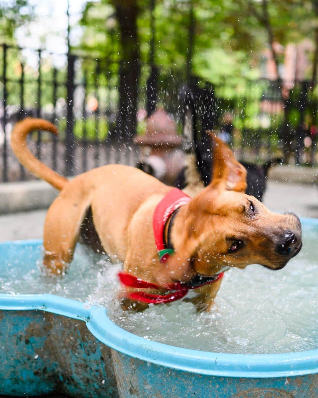 The Dogistさんのインスタグラム写真 - (The DogistInstagram)「Penny, mix (1 y/o), Tompkins Square Park, New York, NY • “I once took her on a boat and she full on leapt off. I thought she was lost but we found her on another person’s boat.”」8月3日 9時06分 - thedogist