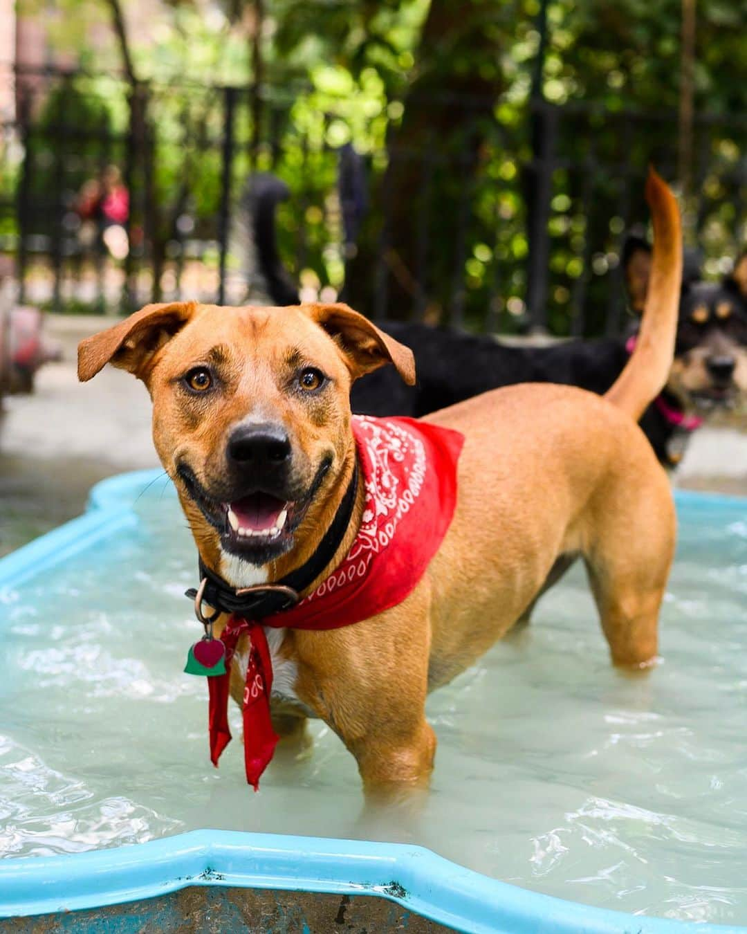 The Dogistさんのインスタグラム写真 - (The DogistInstagram)「Penny, mix (1 y/o), Tompkins Square Park, New York, NY • “I once took her on a boat and she full on leapt off. I thought she was lost but we found her on another person’s boat.”」8月3日 9時06分 - thedogist