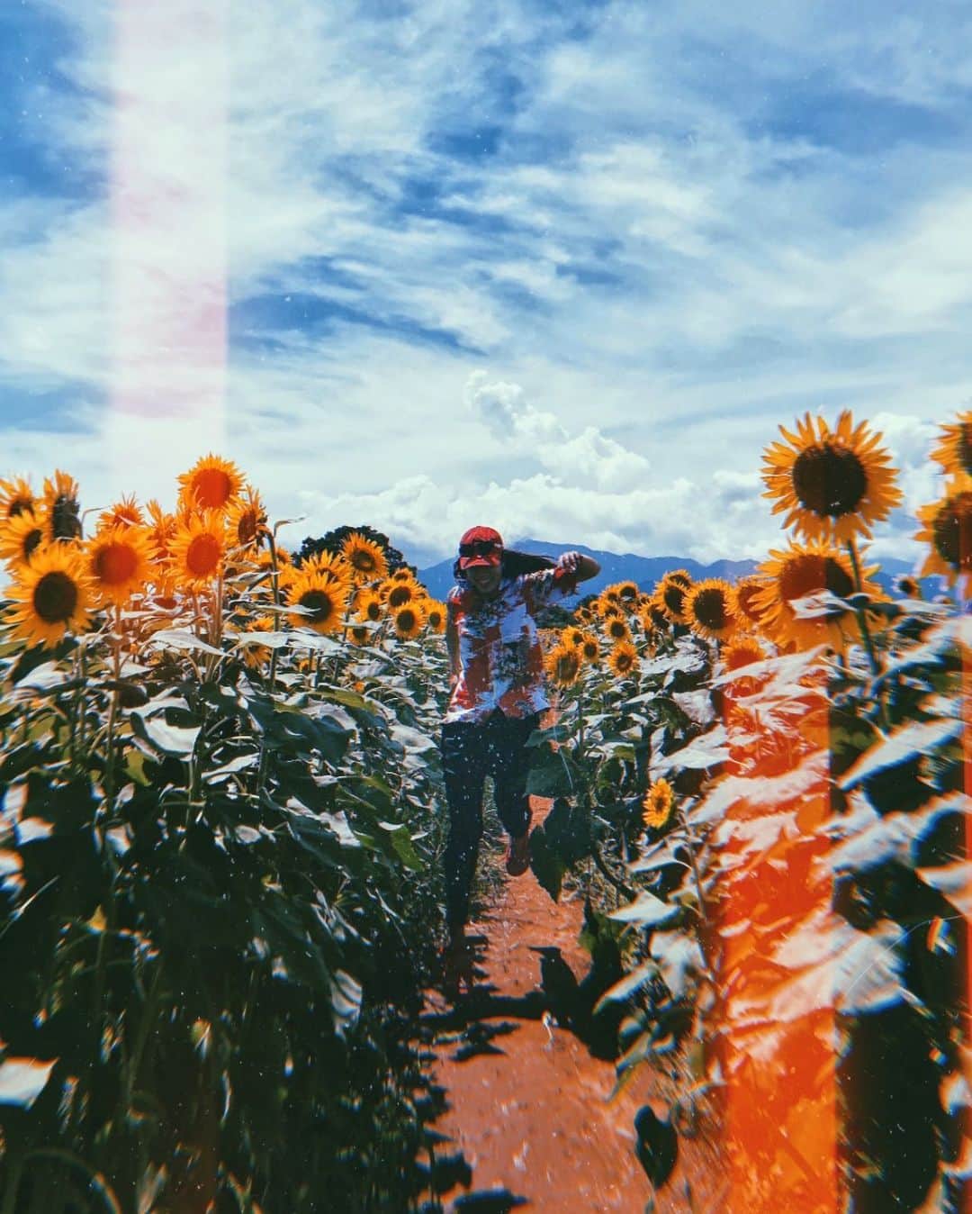 Tattyのインスタグラム：「北海道へ向かいます😌🌈 #girasol #girasoles #himawari #ひまわり」