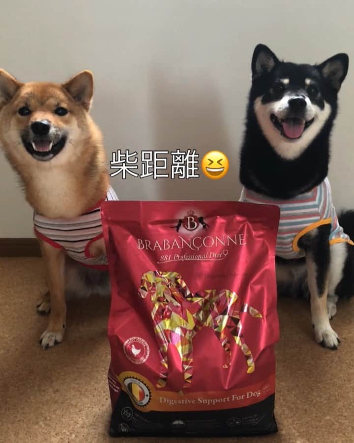 黒柴みくのインスタグラム