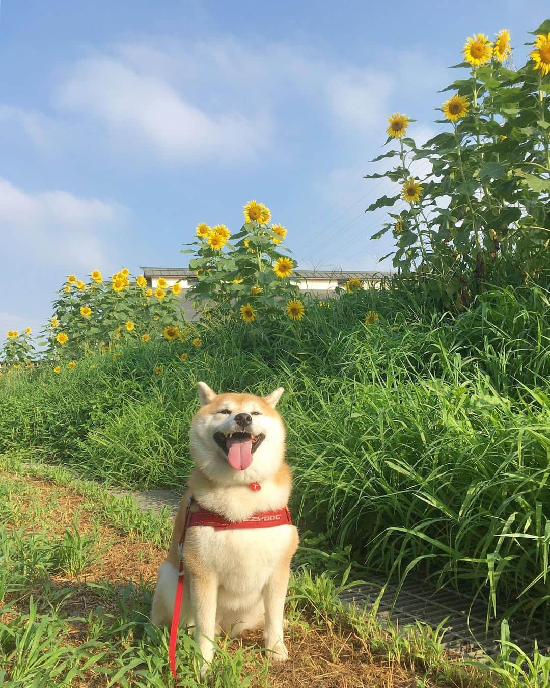 てんパパさんのインスタグラム写真 - (てんパパInstagram)「6時から朝んぽ行って、帰ってそのままシャンポー。 9時前には乾き上がったから、なんか一日が有意義に使えるような気がする。 #まずは二度寝 #朝んぽ #ひまわり娘 #夏空」8月3日 9時30分 - tenchan.shiba