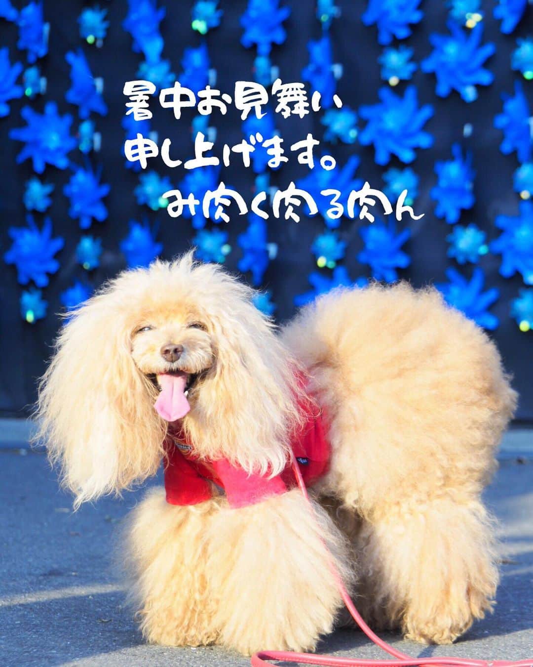 Toypoodle Mikuru?Asakusa Tokyoのインスタグラム：「20190803 Saturday. Good morning! Friends 💕 I wish you have a happy summer ❗️ . ❶ 夏のご挨拶 み肉く肉る肉ん より ❷ おにくカモン！ ❸ もっと！もっと！🍖動画 ❹ みくるの願望 . 2019年夏 みくるのオニク魂が熱いぜ🔥🍖🔥 . #暑中お見舞い申し上げます #オニク魂 #オニクの虜」