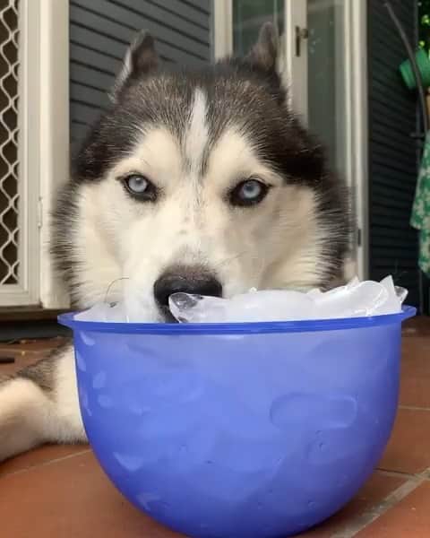 husky and malamuteのインスタグラム：「Enjoy summer.🥰🥰 follow @alaskandaily （Twitter：alaskandaily）for more cute pic and video.😜 ……………………………………………………………… From @huskyfuntimes ……………………………………………………………… #alaskan#malamute#alaskanmalamute#alaskanhusky#malamutesofinstagram#puppylife#puppylove#puppydog#puppylover#dogdays#malamutepuppy#huskies#huskeypuppy#huskeiesreq#siberian#huskeiesofig#dogslife#dogsofnyc#cutedog#cutedogs#huskeypics#huskeylovers#huskygram#huskeylove#huskiesofinstagram#dogsofnyc#husky#狗」