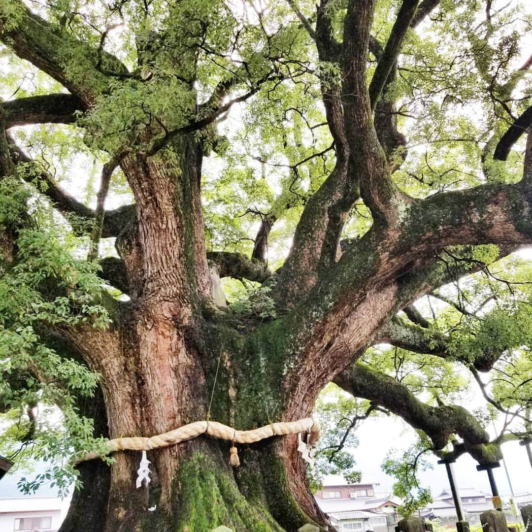 前園真聖さんのインスタグラム写真 - (前園真聖Instagram)「樹齢1000年の加茂の大クス🌳 どっしりと根を下ろし堂々とそびえる大クスにパワーをもらいました👍 #加茂の大クス #徳島県東みよし町 #徳島 #しこく絶景たび #ロードバイク #自転車 #前園真聖」8月3日 10時56分 - maezono_masakiyo